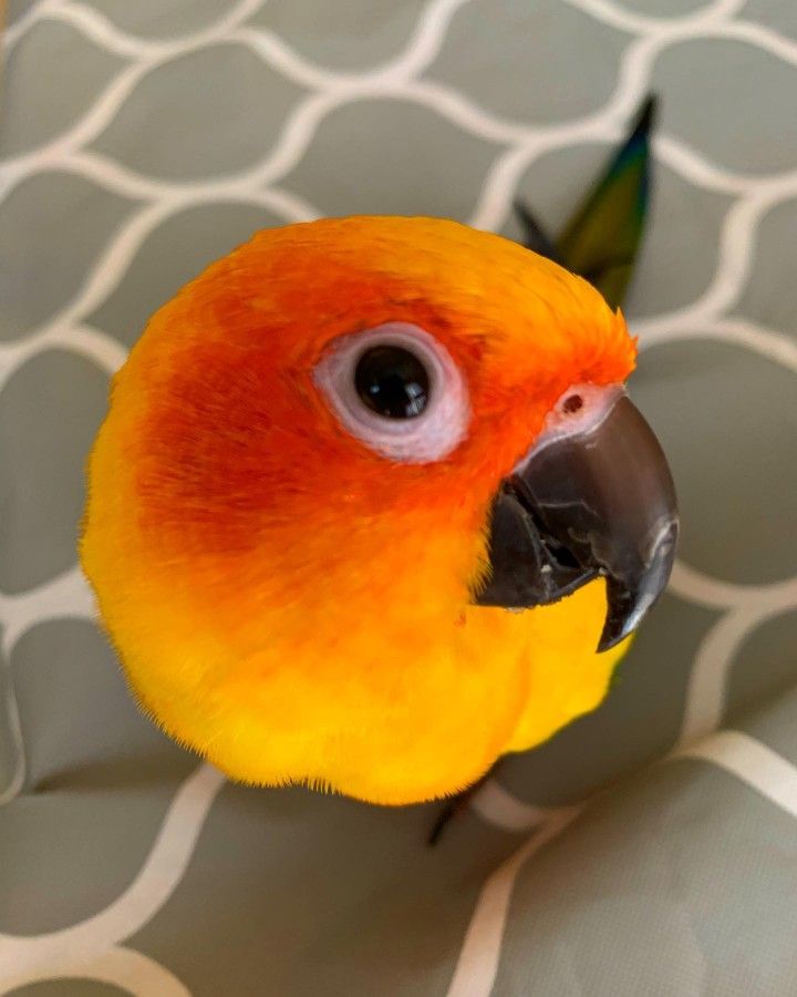 Conure Soleil côté œil